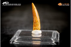 Dente di Pterosauro Siroccopteryx moroccensis