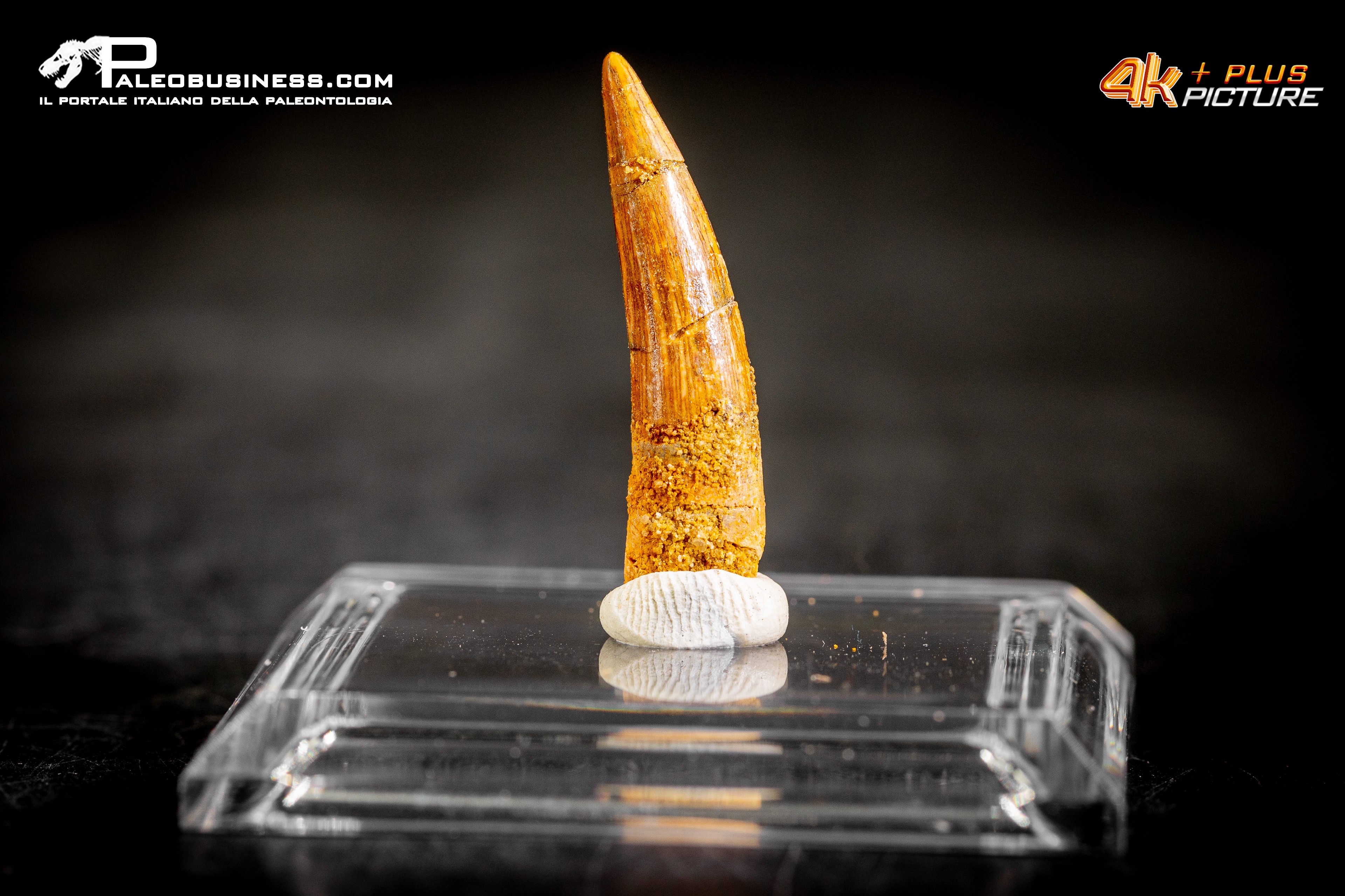Dente di Pterosauro Siroccopteryx moroccensis