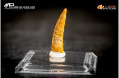 Dente fossile di Pterosauro Siroccopteryx moroccensis