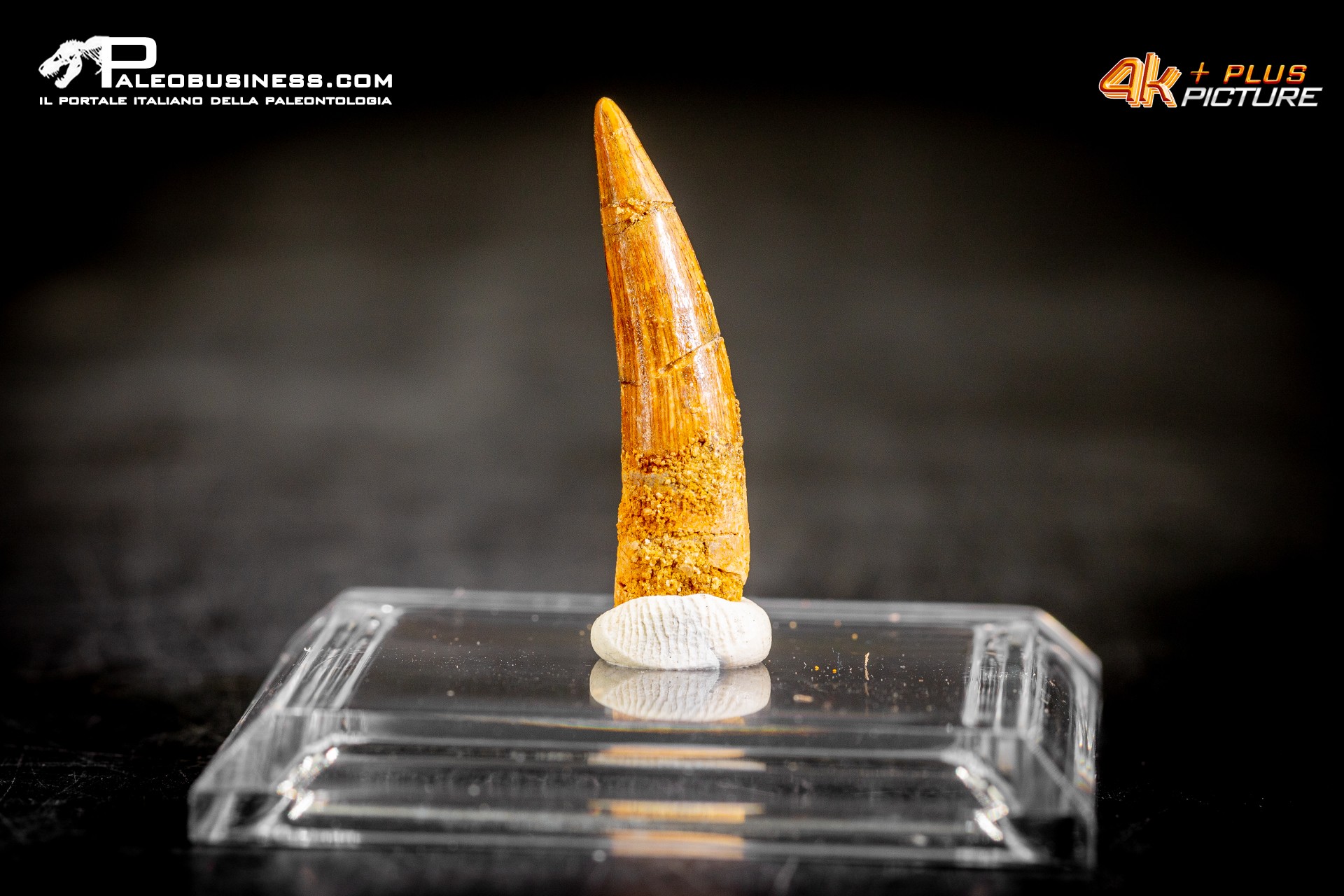 Dente di Pterosauro Siroccopteryx moroccensis