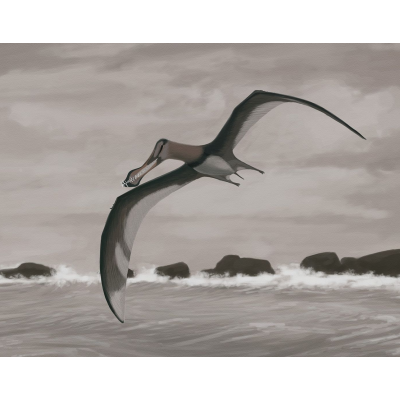 Dente fossile di Pterosauro Siroccopteryx moroccensis