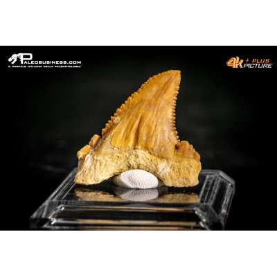 Dente di Carcharodon sp. (morfotipo ex Paleocarcharodon orientalis)