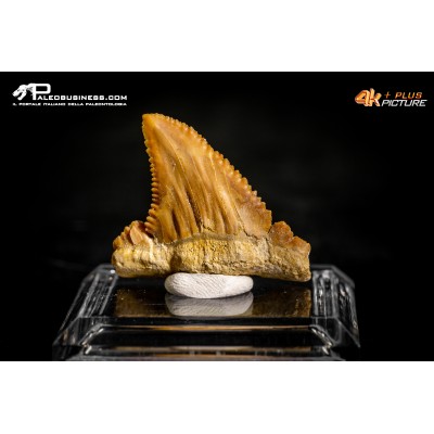 Dente di Paleocarcharodon orientalis