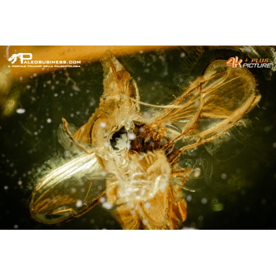 Ambra con insetti