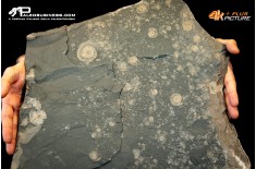 Tanatocesi a Dactylioceras commune
