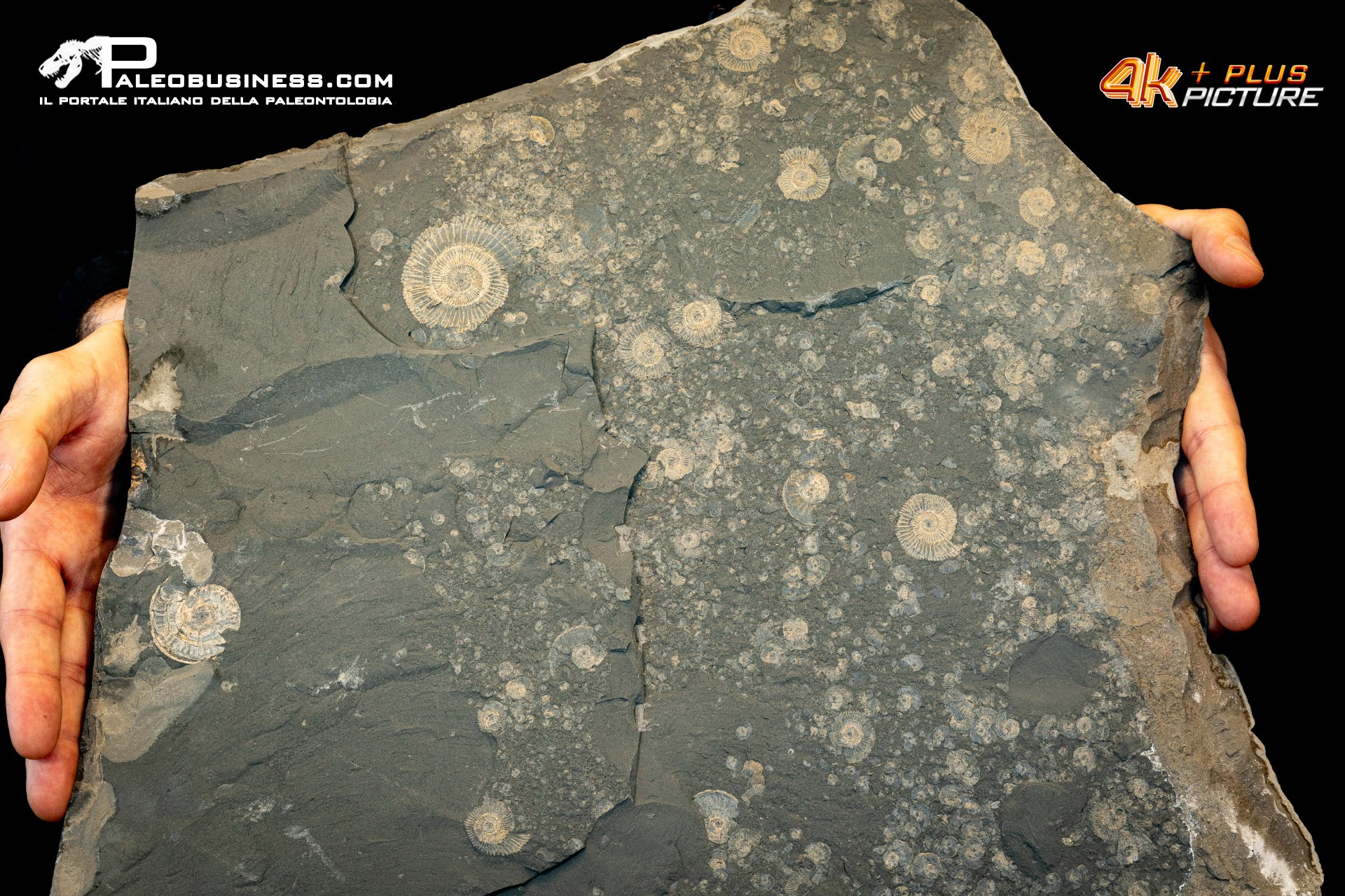 Tanatocesi a Dactylioceras commune