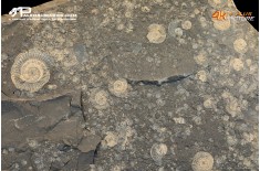 Tanatocesi a Dactylioceras commune