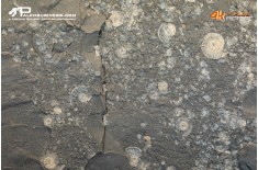 Tanatocesi a Dactylioceras commune