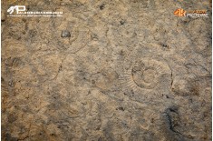 Tanatocesi a Dactylioceras commune