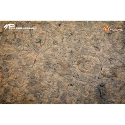 Tanatocesi a Dactylioceras commune