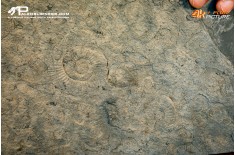 Tanatocesi a Dactylioceras commune