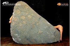 Tanatocesi a Dactylioceras commune