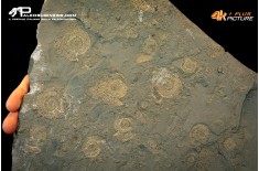 Tanatocesi a Dactylioceras commune