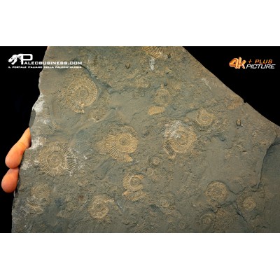 Tanatocesi a Dactylioceras commune