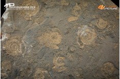 Tanatocesi a Dactylioceras commune