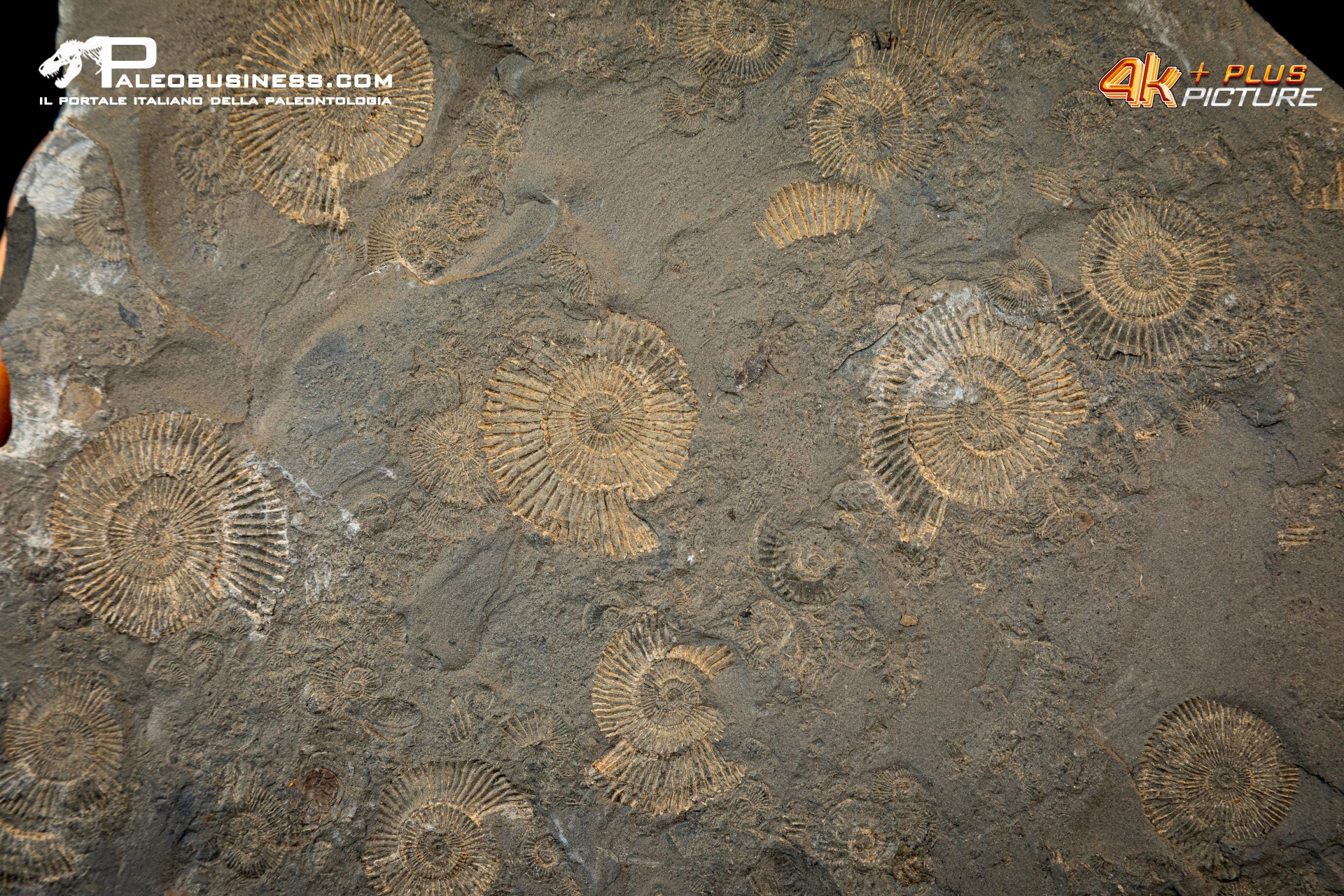 Tanatocesi a Dactylioceras commune