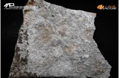 Tanatocesi a Dactylioceras commune