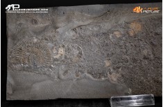 Tanatocesi a Dactylioceras commune
