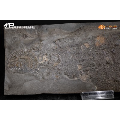 Tanatocesi a Dactylioceras commune