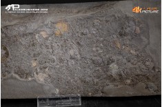 Tanatocesi a Dactylioceras commune