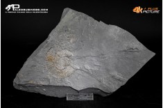 Tanatocesi a Dactylioceras commune