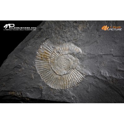 Tanatocesi a Dactylioceras commune