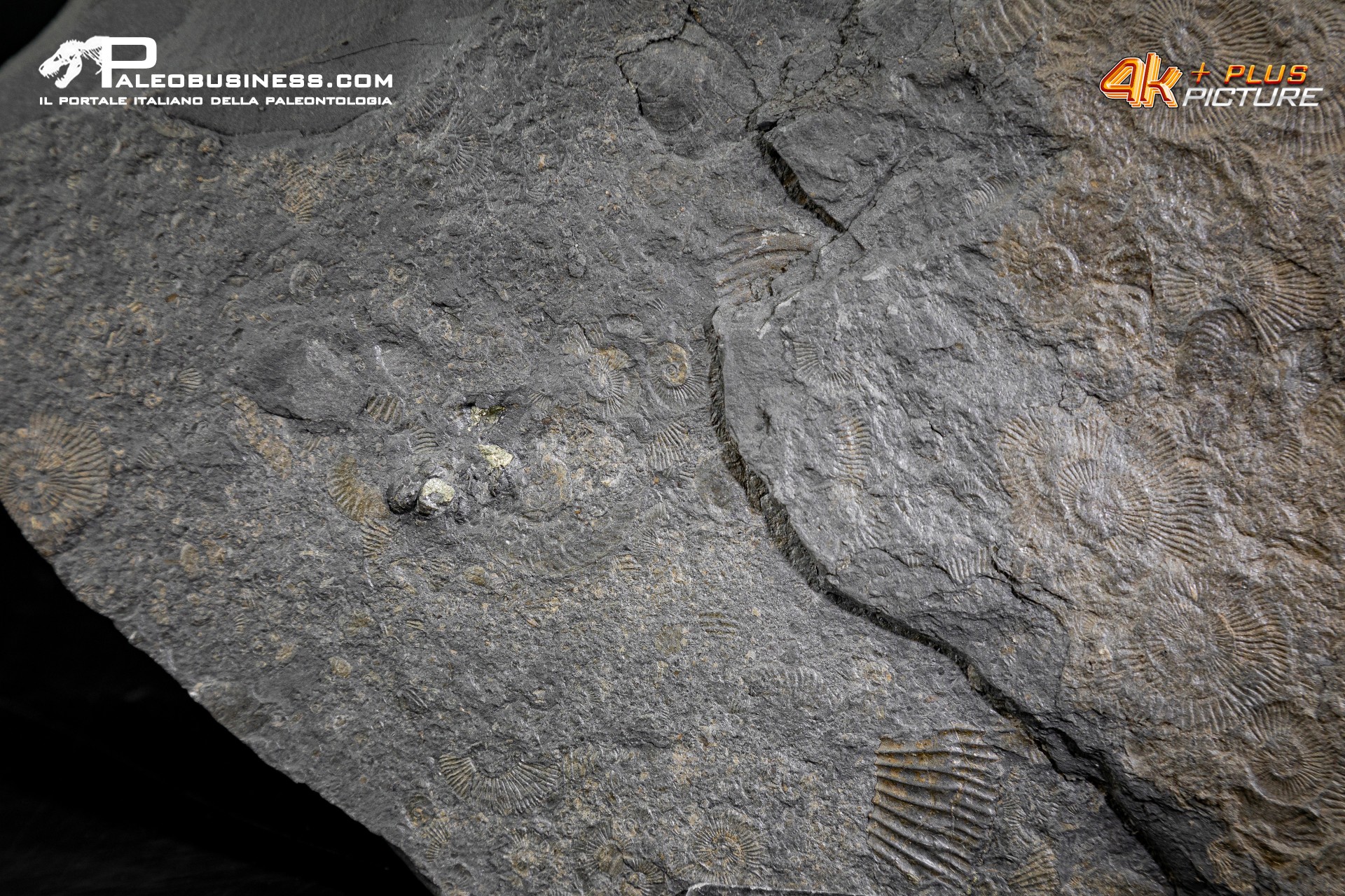 Tanatocesi a Dactylioceras commune