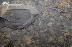 Tanatocesi a Dactylioceras commune
