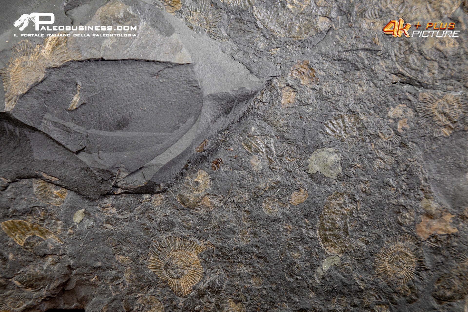 Tanatocesi a Dactylioceras commune