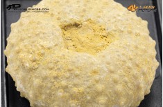 Gymnocidaris sp. (riccio di mare fossile)