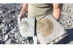 Esperienza paleontologica in Germania: Holzmaden, Buttenheim: 12 -14/06/26