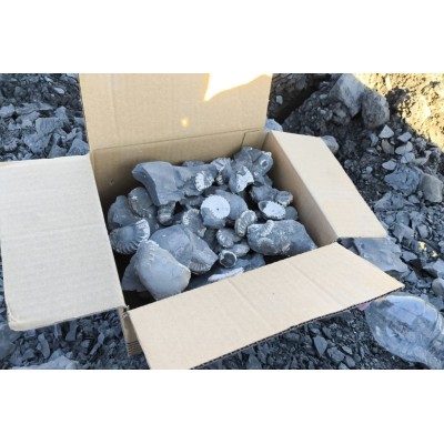 Workshop di preparazione paleontologica.  20-06-26