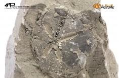 Riccio di mare fossile (echinoide) n.d.