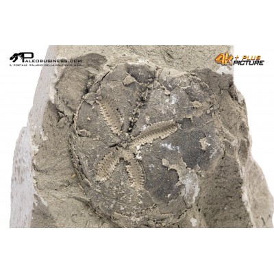 Riccio di mare fossile (echinoide) n.d.