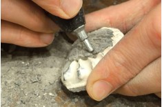 Workshop di preparazione paleontologica.  20-06-26