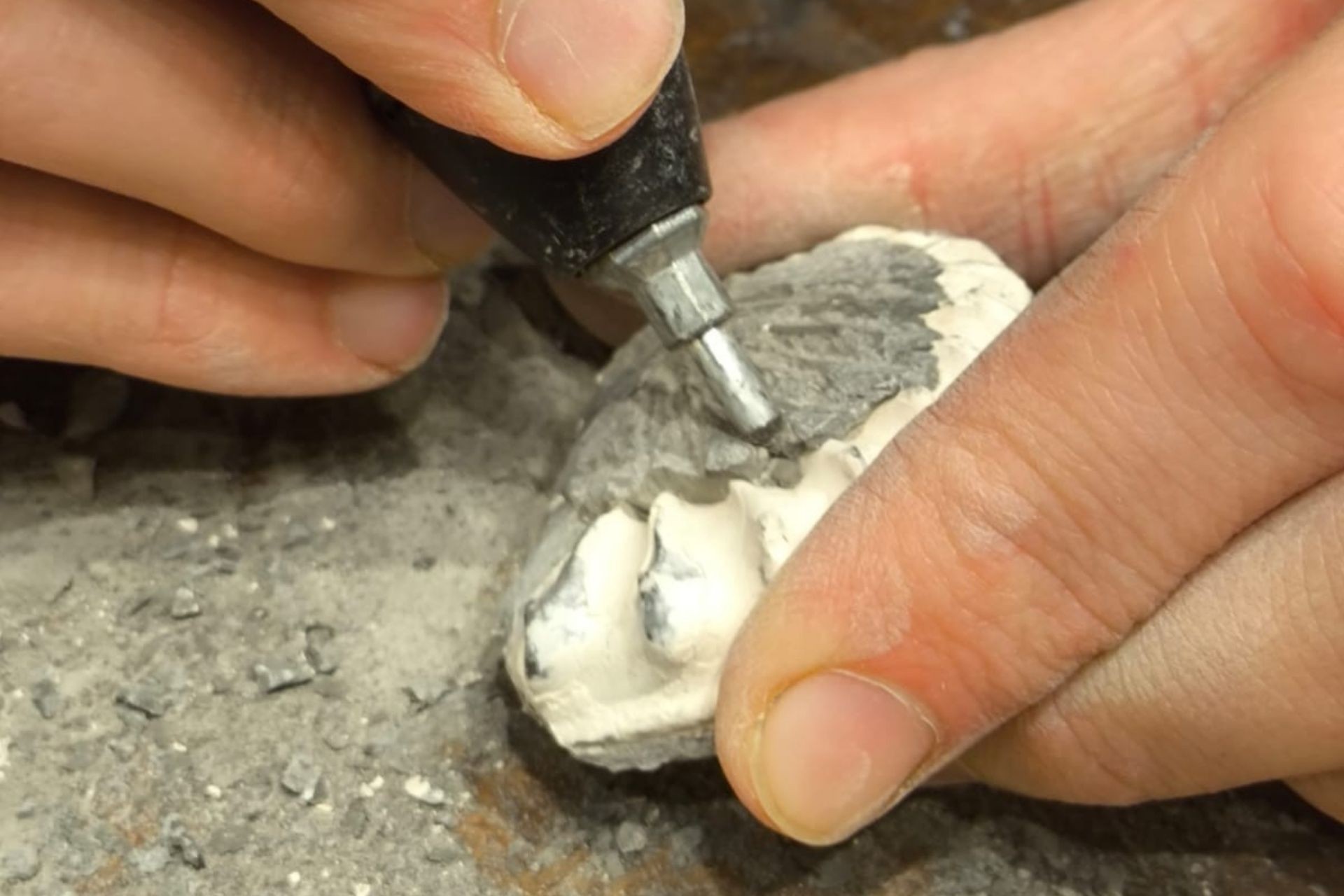 Workshop di preparazione paleontologica: tecniche, strumenti e conservazione 22-05-26