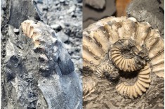 Workshop di preparazione paleontologica.  17-10-26