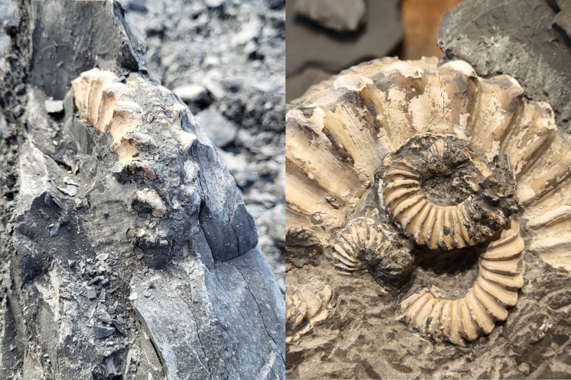 Workshop di preparazione paleontologica: tecniche, strumenti e conservazione 22-05-26