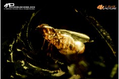 Ambra con insetti