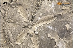 Riccio di mare fossile (echinoide) n.d.