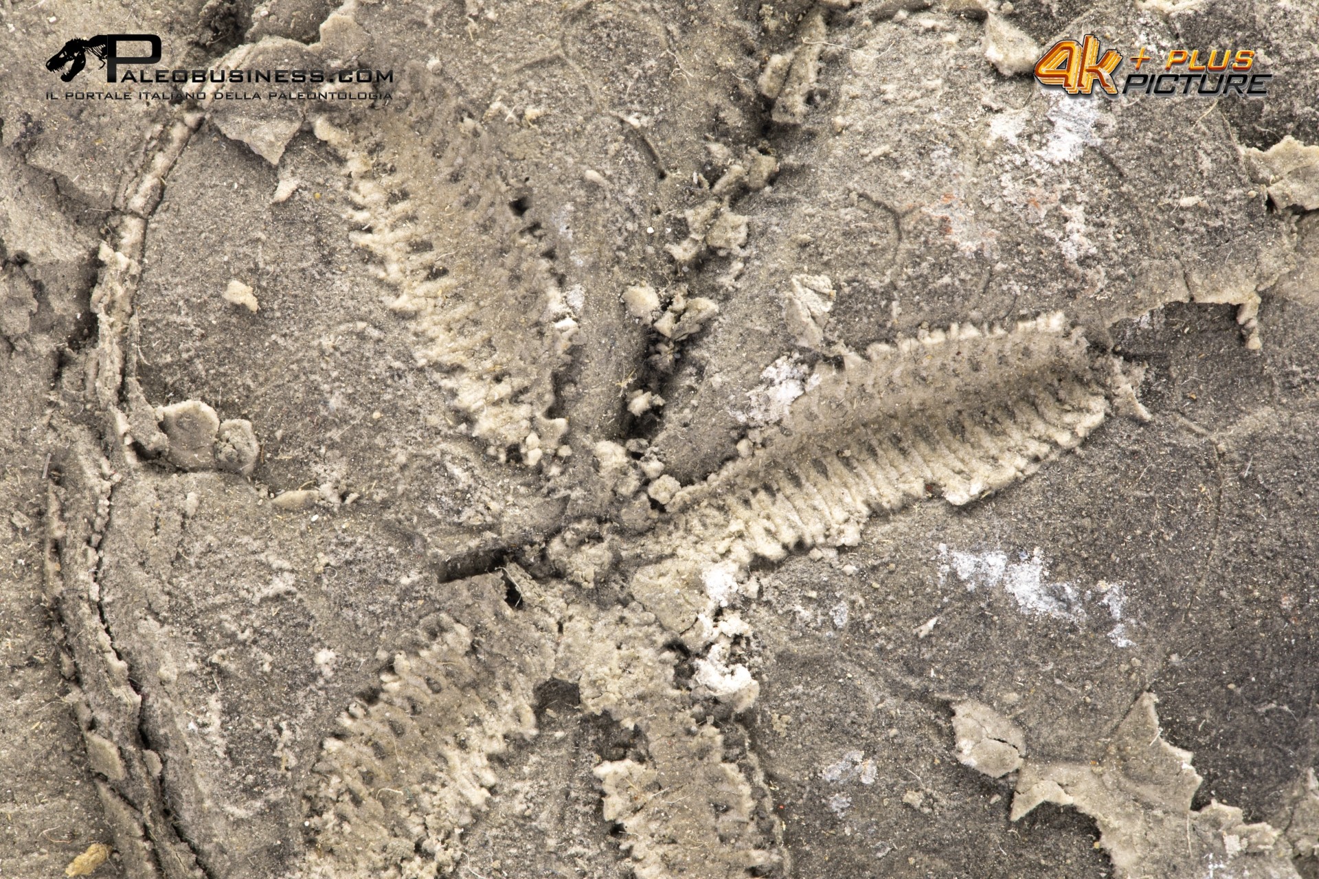 Riccio di mare fossile n.d.