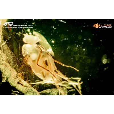 Ambra con insetti