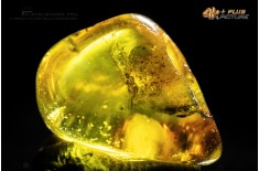 Ambra con insetti