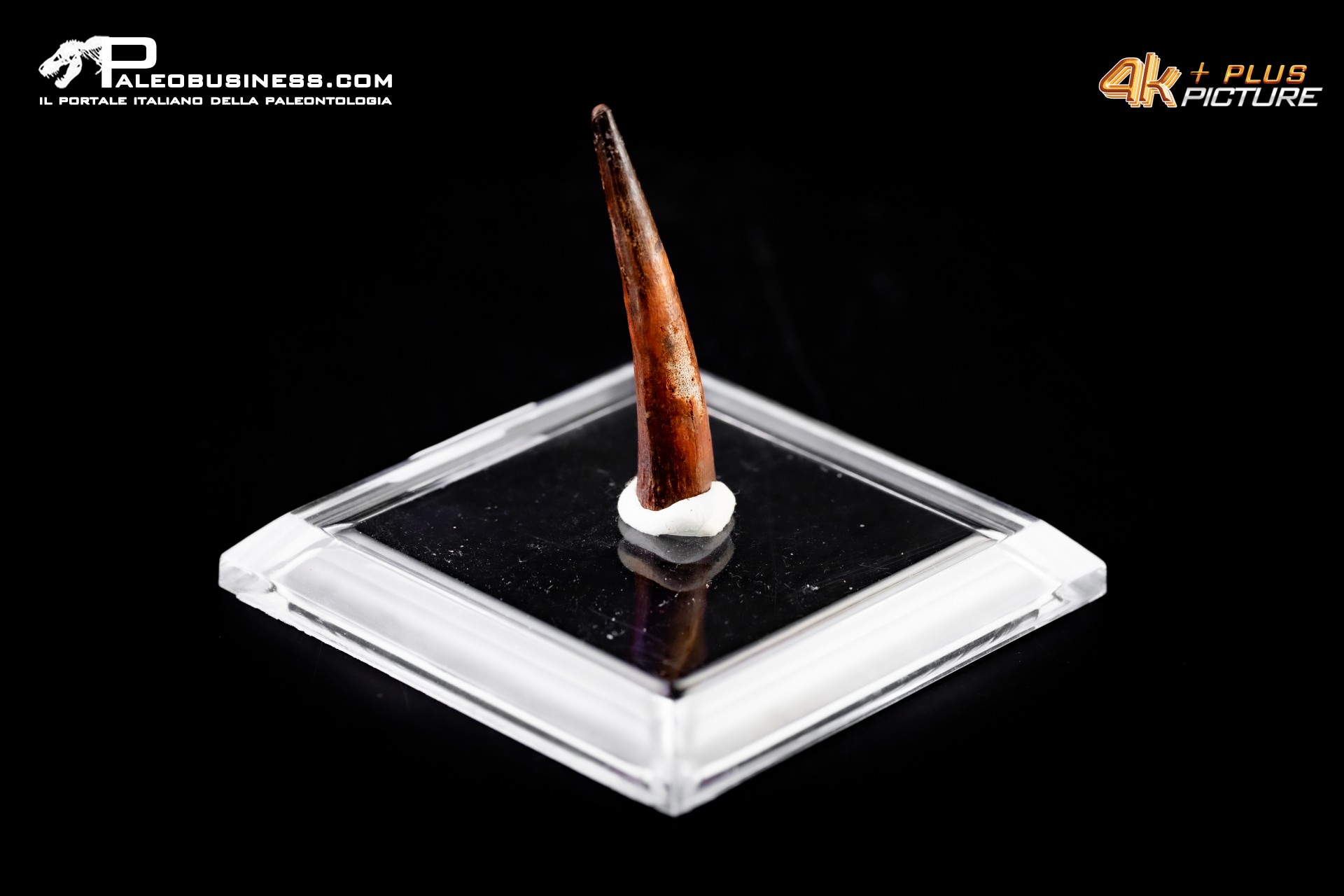 Base quadrata 5×5 cm con mastice incluso per campioni di fossili e minerali