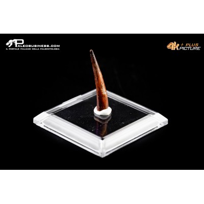 Base quadrata 5×5 cm con mastice incluso per campioni di fossili e minerali