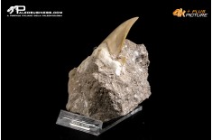 Dente fossile di Otodus Obliquus (In Matrice)