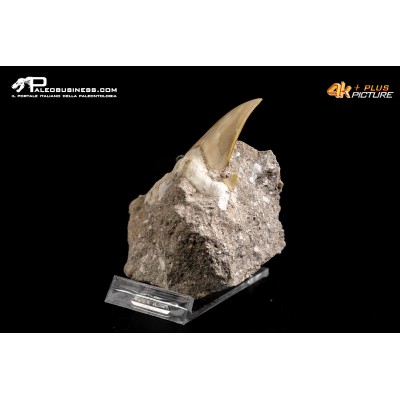 Dente fossile di Otodus Obliquus (In Matrice)