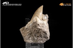 Dente fossile di Otodus Obliquus (In Matrice)