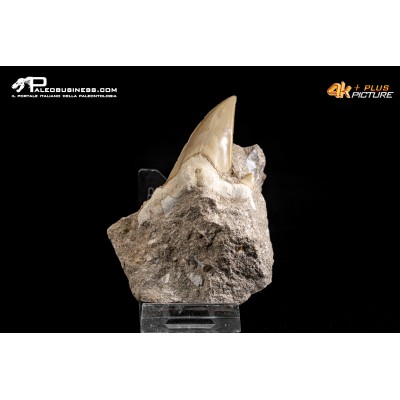 Dente fossile di Otodus Obliquus (In Matrice)