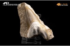 Dente fossile di Otodus Obliquus (In Matrice)